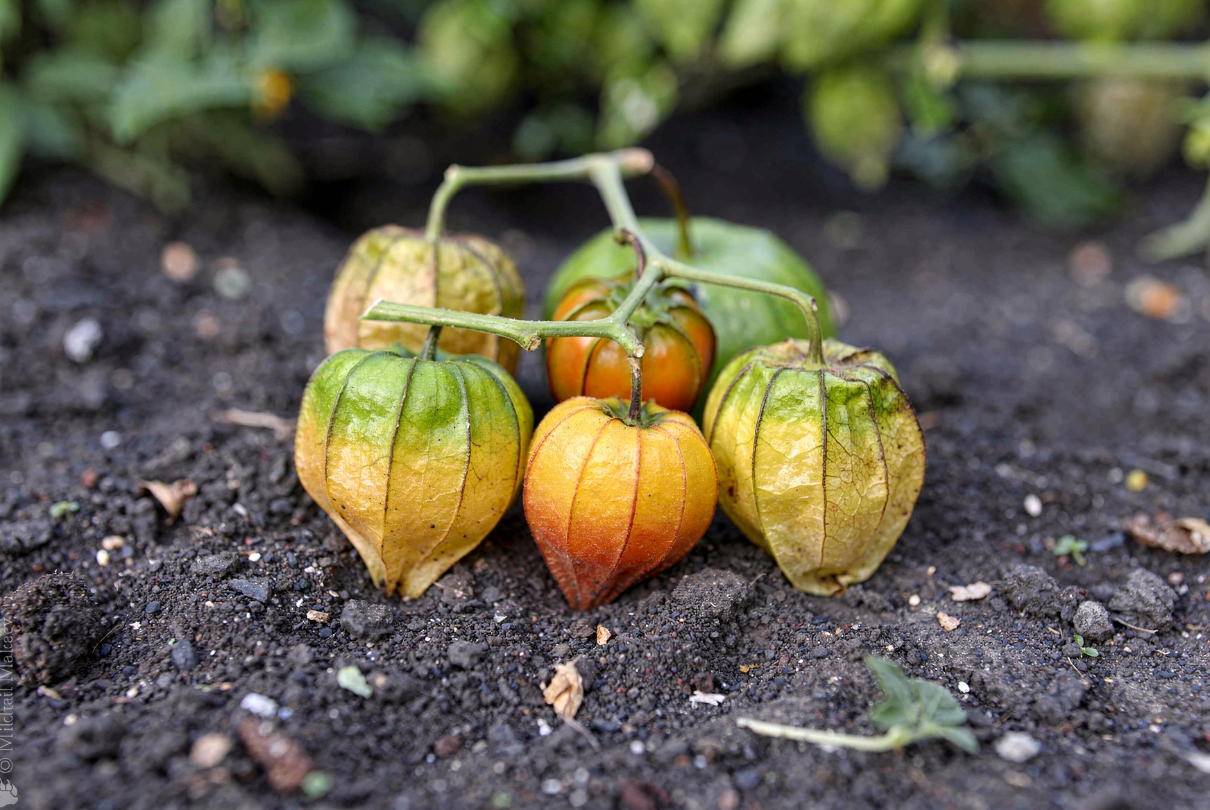 Tomatillo — hero (AI-generated reference image)